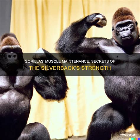 Gorillas' Muscle Maintenance: Secrets Of The Silverback's Strength ...