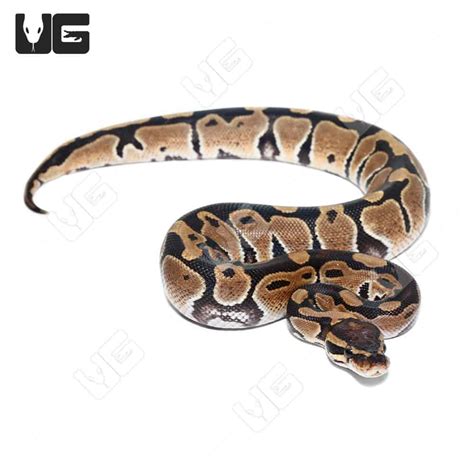 Image result for Ball Python 1 Year Old