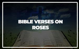 Image result for Beautiful Roses with Scripture