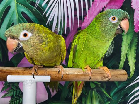 Blue Crown Conure for sale - ParrotCrown.com