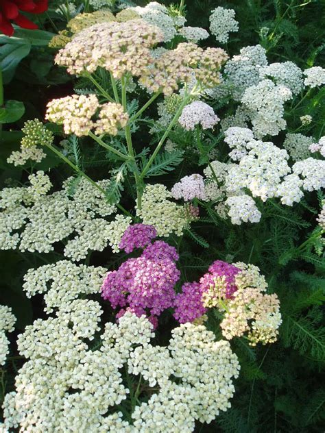 Achillea Summer Pastels F2