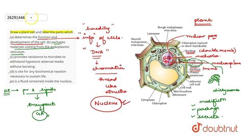8. Draw a plant cell and label the parts whicha) determines the ...