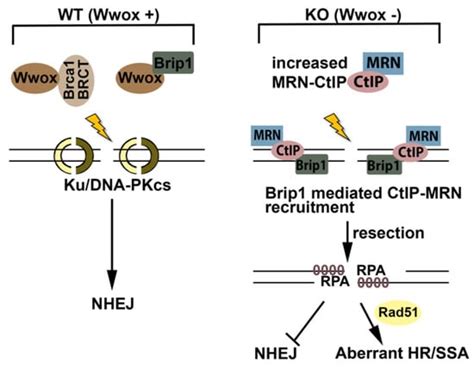 Wwox Binding to the Murine Brca1-BRCT Domain Regulates Timing of Brip1 ...