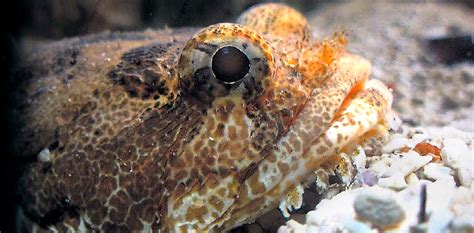 Image result for How Do Fish Sound