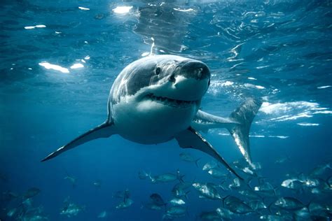 Great White Shark 2025: Incredible Facts, Habitat, Diet & More
