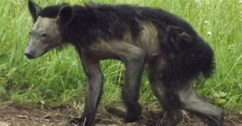 Uptick in mange among bears vexes Pa. Game Commission