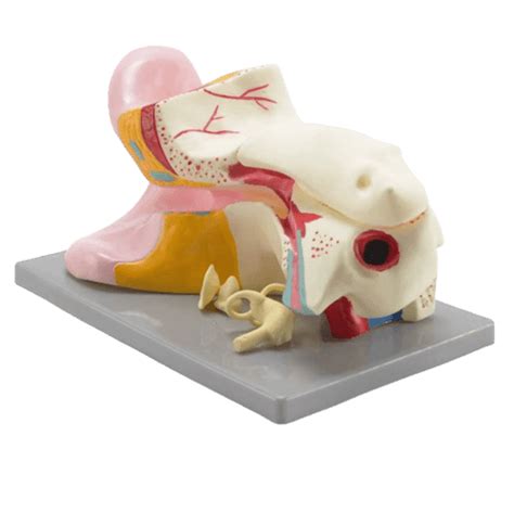 Ear Education Model – Medilab India