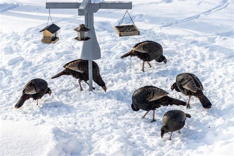 Wild Turkeys In Snow