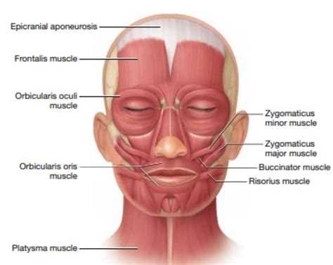 Zygomaticus Major Muscle