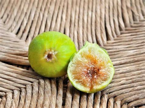 Fig Tree Types 的图像结果