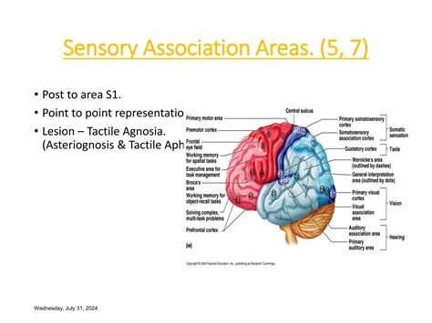Kluver-Bucy Syndrome.ppt affecting cerebral cortex | PPT