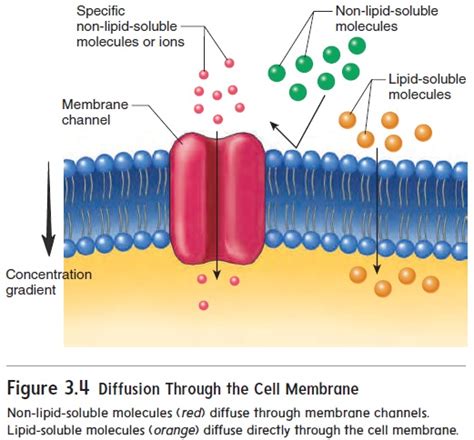 Image result for Diffusion Membrane