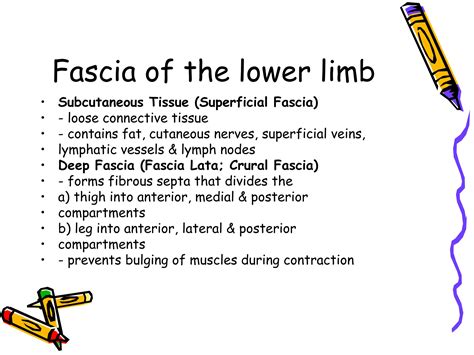 anterior compartment of thigh (2).ppt