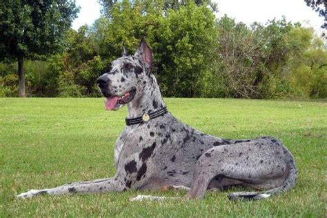 Great Dane Coat Colors at Ronald Wooton blog