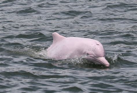 Chinese White Dolphin