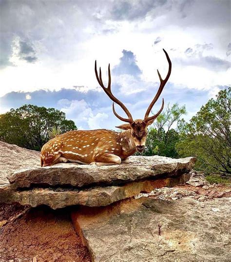 Guided Axis Deer Hunts in Texas | Axis Hunting in the Hill Country