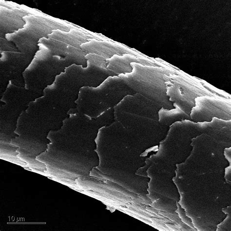 Scientific Image - SEM of Human Hair | NISE Network