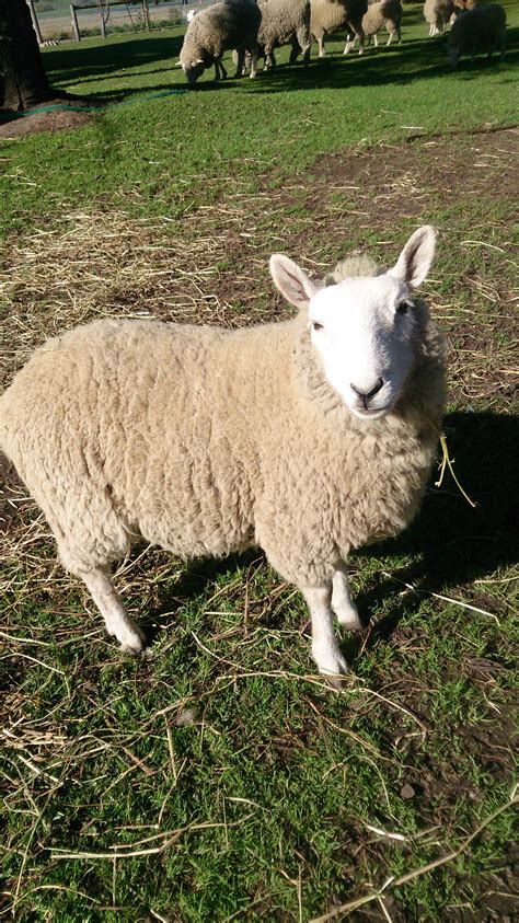 Best 13 Ultimate Guide to the Cheviot Sheep Breed – Artofit
