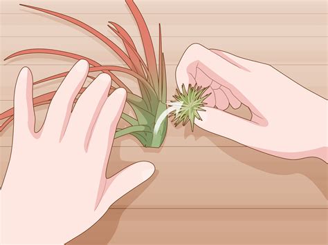 How to Care for Air Plants Indoors: 11 Steps (with Pictures)
