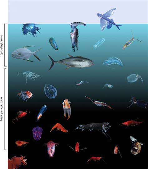 Pelagic Zone Animals