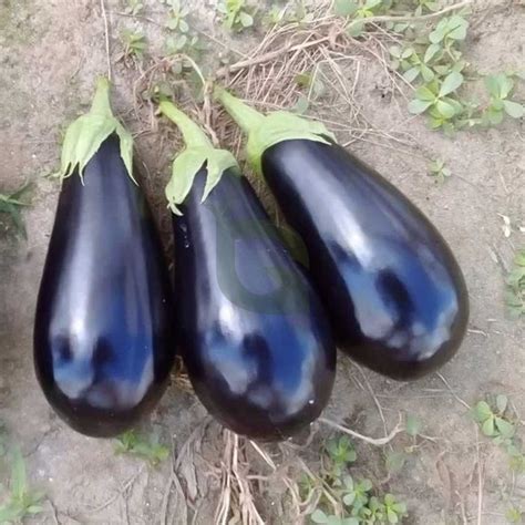 Brinjal Purple Oval F1 Hybrid Seeds | High-Yield, Disease-Resistant ...