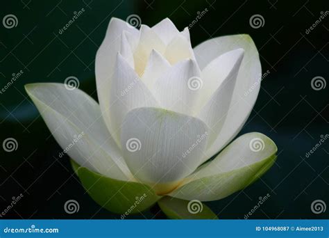 White Lotus Flower At Lotus Pond Stock Image | CartoonDealer.com #165563533