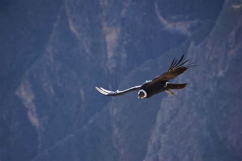 Condor Wallpaper