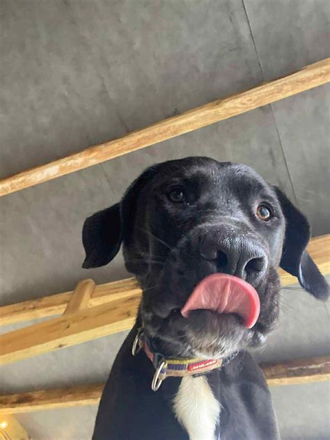 Echo - Spanish Stray Dogs