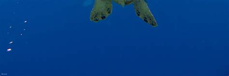 Explore Gili Islands with a Two Dives Trip in Lombok | PADI 5 Star Dive ...