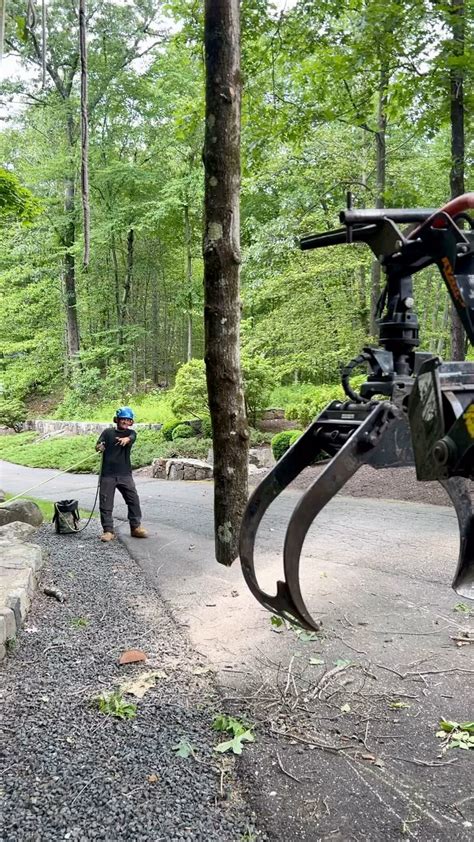 Image result for Tree Monsters CT