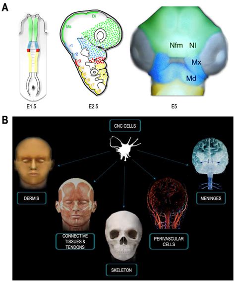 The Emerging Roles of the Cephalic Neural Crest in Brain Development ...