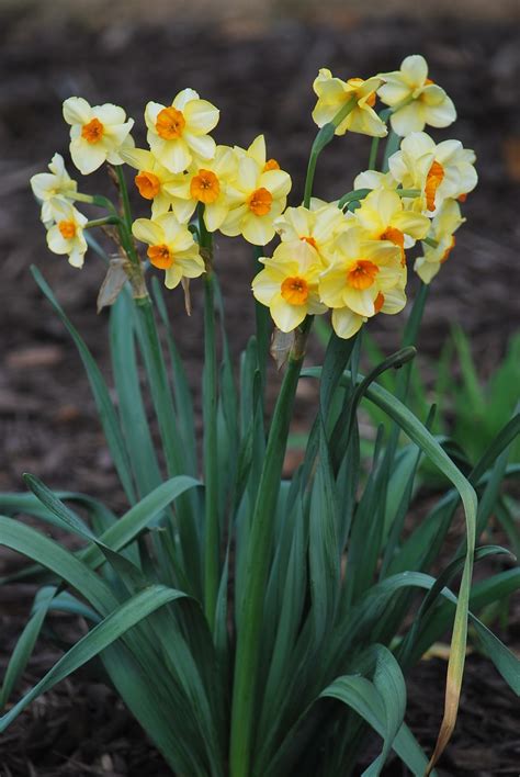 Easter Spring Chicken 的图像结果