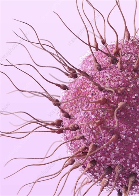 Image result for Human Fertilisation