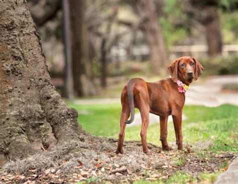 Redbone Coonhound – GoofyTails