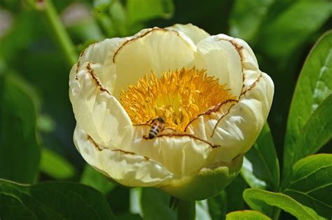 Southern Peony: 2017 Rough Winter on Early Peonies