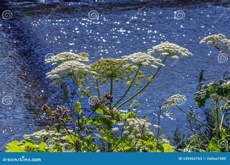 Hogweed Heracleum is Genus of Plants of Umbelliferae Family. Weed Plant ...