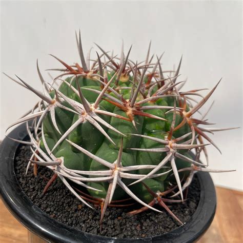 Gymnocalycium hybopleurum v. ferocior【ギムノカリキウム・フェロシオール】 | RIMO'S GREEN ...