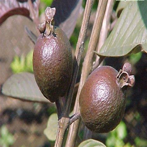 Guava Black - Fruit Plants & Tree – Exotic Flora
