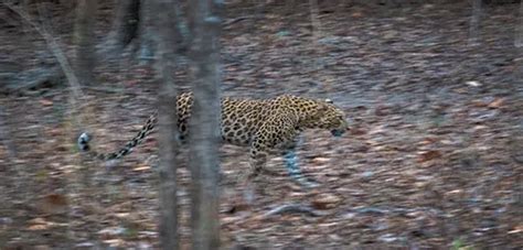 Pench National Park | Fur n Feathers