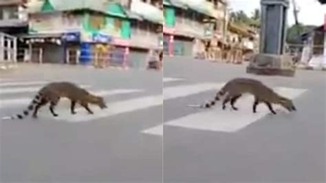Small Indian civet walks on Kerala road on lockdown day. Twitter is in ...