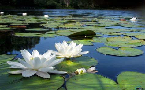 white lotus flowers in pond (1) - Lotus Communications