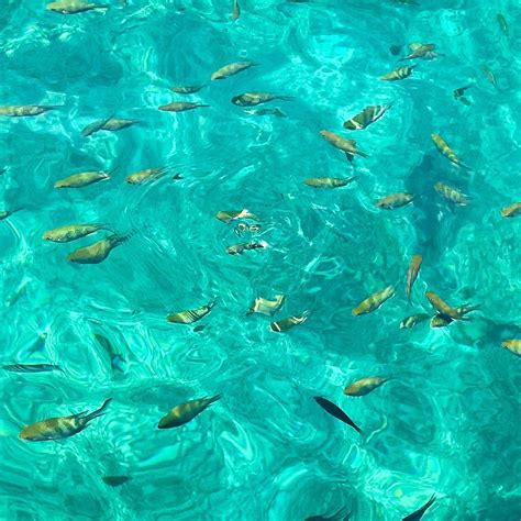 BUSHMAN (Pulau Tioman) - Ranch Reviews, Photos, Rate Comparison ...