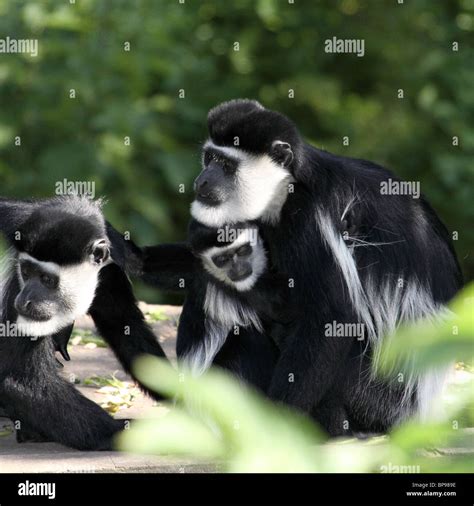 black and white colobus monkey colobus guereza occidentalis Stock Photo ...