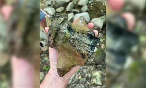 This 30-Foot Mosasaur Fossil Could Unlock the Mysteries of Evolution!