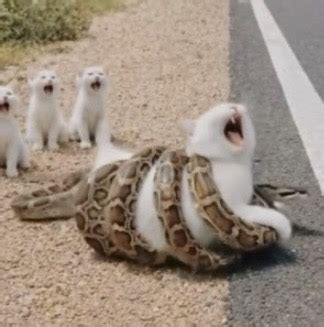 Image result for Cat Python Attack