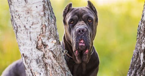 Cane Corso Protection 的图像结果