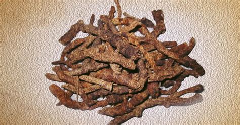 Kutki: A Himalayan Medicinal Plant With Remarkable Benefits – NAMHYA