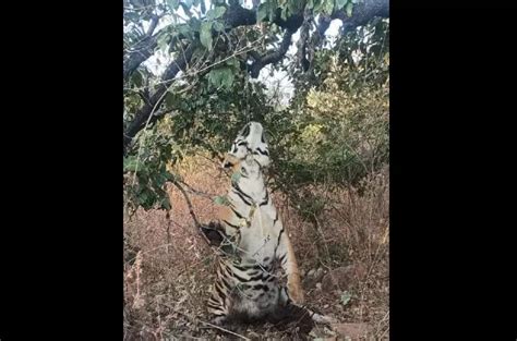 Tiger Carcass Found Hanging From A Tree In Poacher's Noose In MP's ...