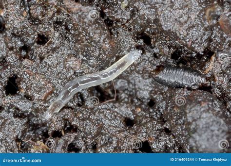 Larva of Dark Winged Fungus Gnat, Sciaridae on the Soil. these are ...