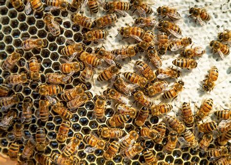 How is Honey Made | Is Honey Bee Vomit | How is Honey Extracted ...